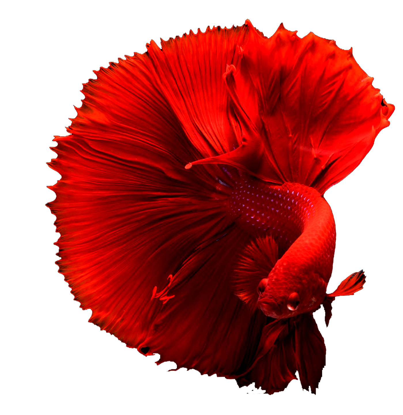 Зоотовары для рыбок