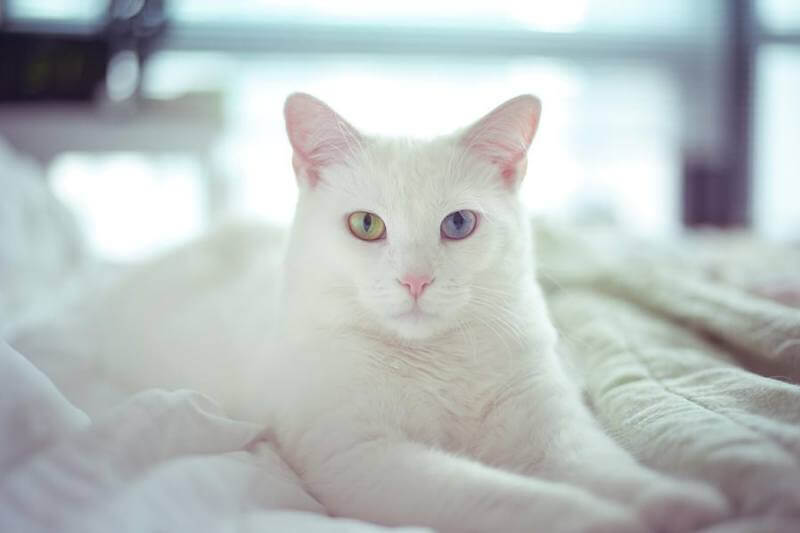 Статья на тему: порода кошек као-мани — драгоценность из тайланда от  Bestfriend.by