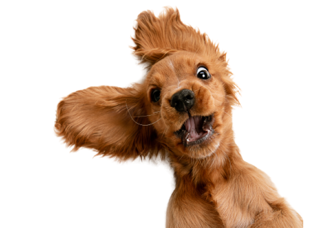 Зоотовары для собак