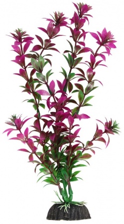 Растение "Ротала" (сиреневая) в зоомагазине Лепшы Сябар