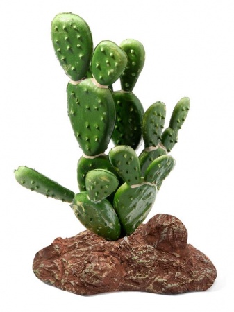 Laguna Растение Опунция в зоомагазине Лепшы Сябар