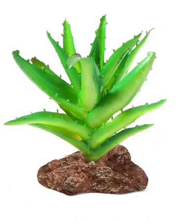 Laguna Растение Алоэ в зоомагазине Лепшы Сябар